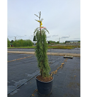 Sequoiadendron g. 'Pendulum' C 110 L
